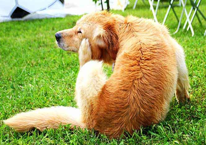 Flöhe beim Hund (Hundeflöhe) erkennen & bekämpfen Hunde Seite Alles
